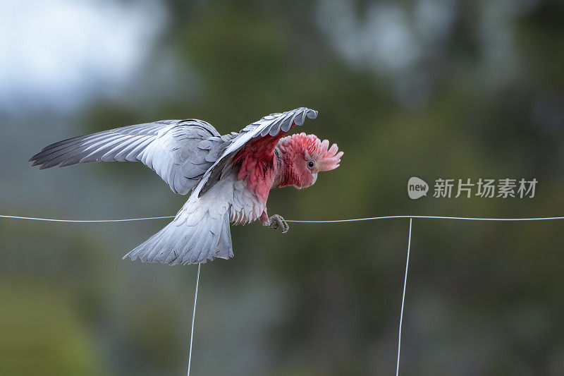 少年拉里(Eolophus roseicapilla)